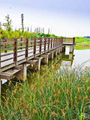 Wusong Cannon Bay Forest Wetland Park