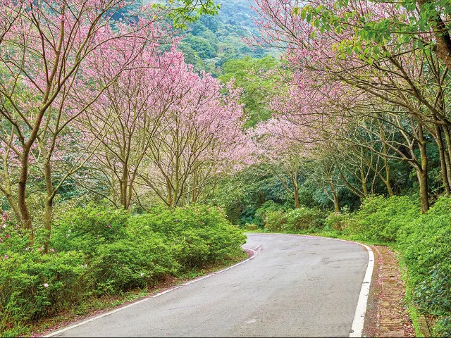 【櫻花季】粉紅大爆發，新北13處賞櫻勝地推薦打卡熱點一次看