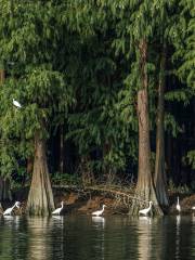 Doumen Water Pine Forest Nature Reserve