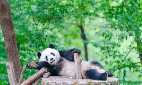 Chengdu Research Base of Giant Panda Breeding