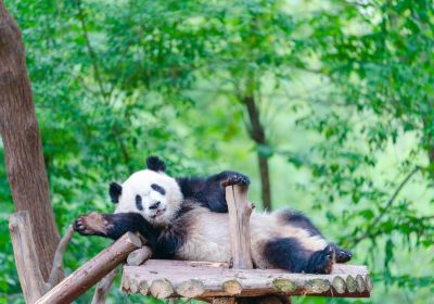 Chengdu Research Base of Giant Panda Breeding