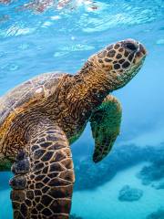 Scuba Diving in Honolulu