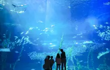 濟州島Aqua Planet水族館