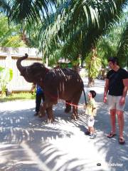 Mai khao Elephant home