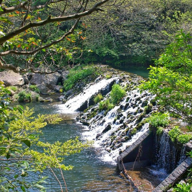 น้ำตกซอนจียอน (Cheonjeyeon Falls)