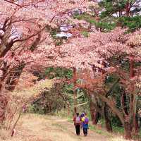 高尾山から小仏城山までの桜