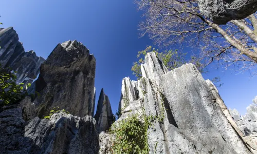 Jade Stone Forest