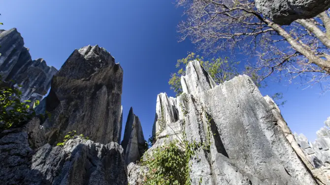 1_Jade Stone Forest