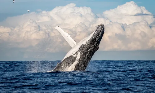 Sydney Whale Watching