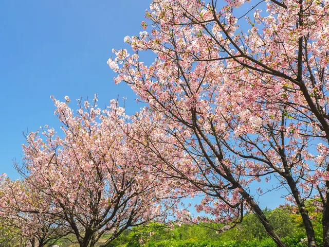 【櫻花季】粉紅大爆發，新北13處賞櫻勝地推薦打卡熱點一次看