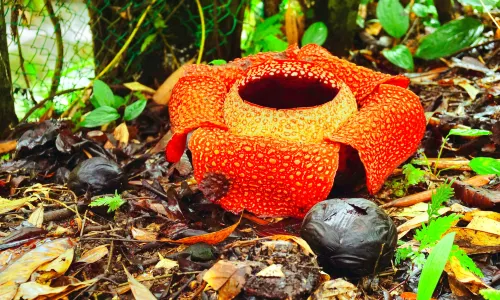 Tambunan Rafflesia Reserve