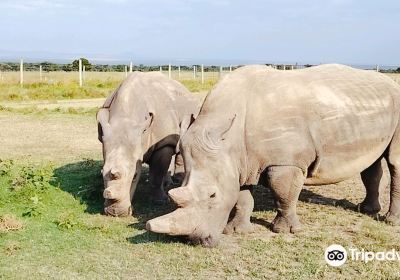 Ol Pejeta Conservancy