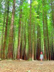 Redwoods – Whakarewarewa Forest