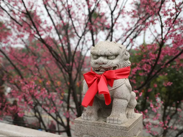 【櫻花季】粉紅大爆發，新北13處賞櫻勝地推薦打卡熱點一次看