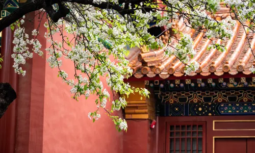 Pear Blossom Viewing in Beijing