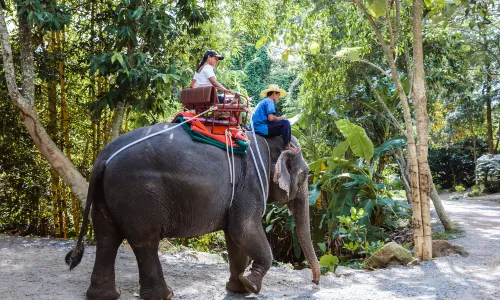 Elephant Interactions in Koh Samui