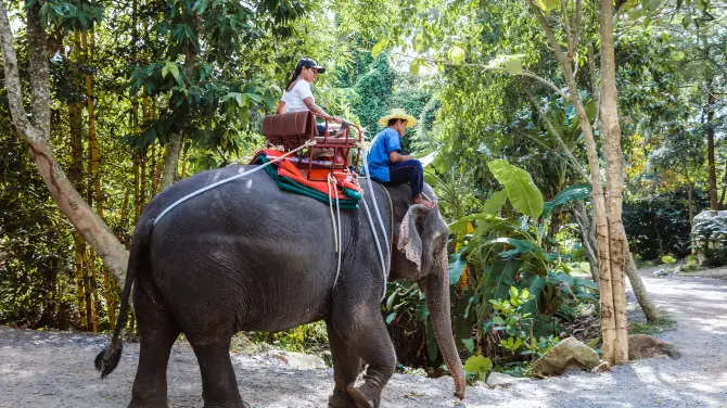 1_Elephant Interactions in Koh Samui