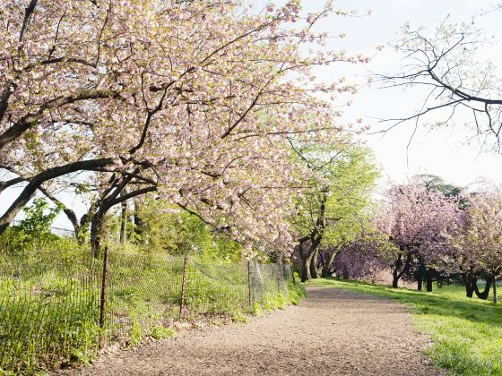 High Park