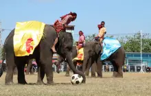 Elephant Round up Festival