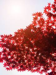 Admire Maple Leaves in Seoul