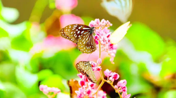 1_Kuala Lumpur Butterfly Park