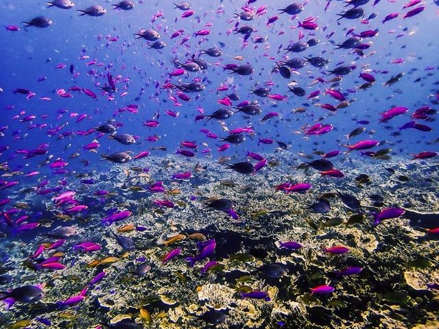 Discovering the marine life under 