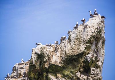 Ballestas Islands