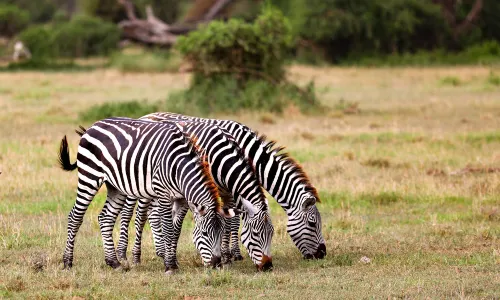 Amboseli National Park