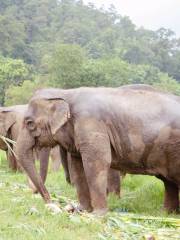 Chok Chai Elephant Camp