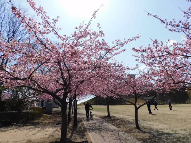 日本櫻花河津