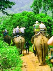 Elephant Interactions in Krabi