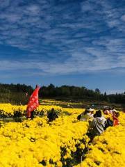 Longji Flower Sea