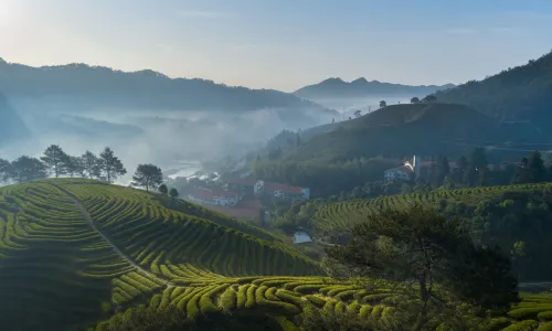 Wuyishan Jiaye Shanshe (Fulian Tea Manor Store)