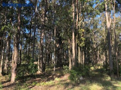 Surroundings Australian Motor Home Tourist Park Twelve Mile Creek Photo