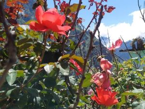 Morning Calm Homestay, Joshimath