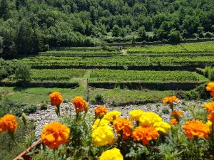 Gelsomino Among Vineyard - Happy Rentals