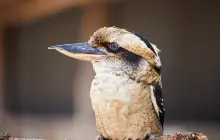 橡樹谷農場動物園