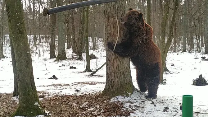 2_BEAR SANCTUARY Domazhyr