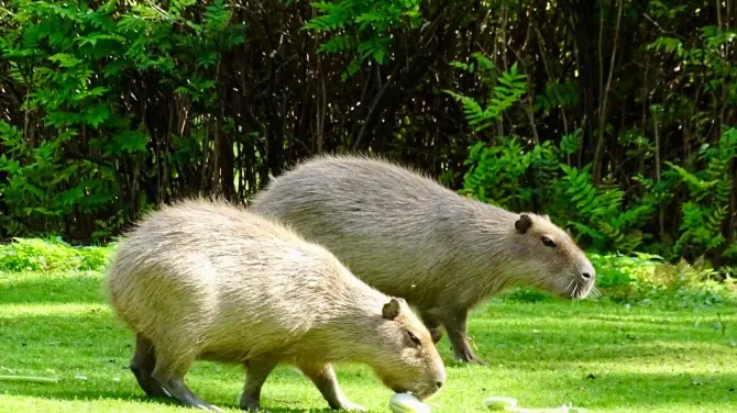 5_Hellabrunn Zoo