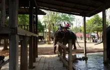 Taweechai Elephant Camp