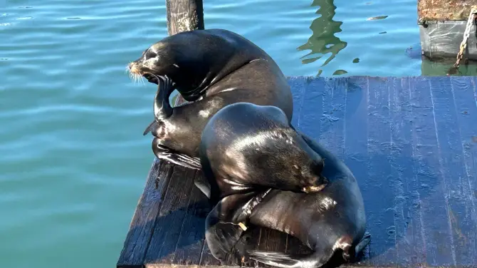 4_Sea Lions