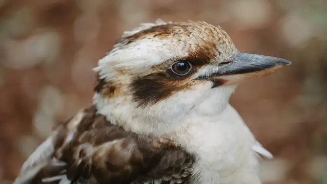 4_費瑟戴爾野生動物園