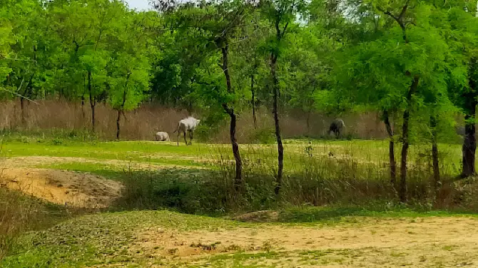 MADHURI JUNGLE