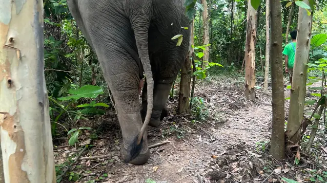 4_Kerchor​ Elephant​ Family​ Phuket