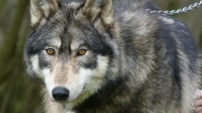 1_UK Wolf Conservation Trust