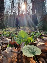 Belgrad Ormanı Koşu Parkuru