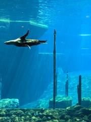 Dolphinarium in the zoo of Nuremberg