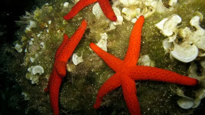 4_Sifnos diving center