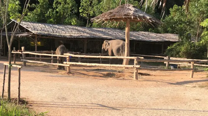 2_Kerchor​ Elephant​ Family​ Phuket