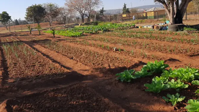 School garden